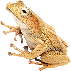 Borneo Eared Frog